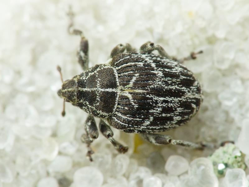 Mogulones geographicus (Goeze, 1777)